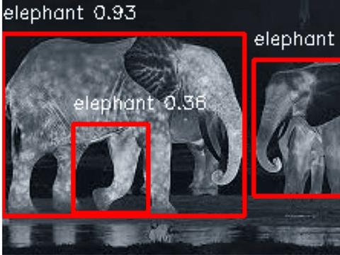 Human-Wildlife Conflict